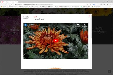 Landing Page (pop-up), Micro sitio HTML5 Selecta Flowers